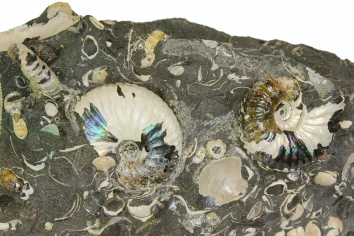 Fossil Ammonite (Scaphites) - South Dakota #137290